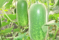 吃瓜网官网cgw,揭秘娱乐圈幕后故事，带你领略娱乐八卦新视角